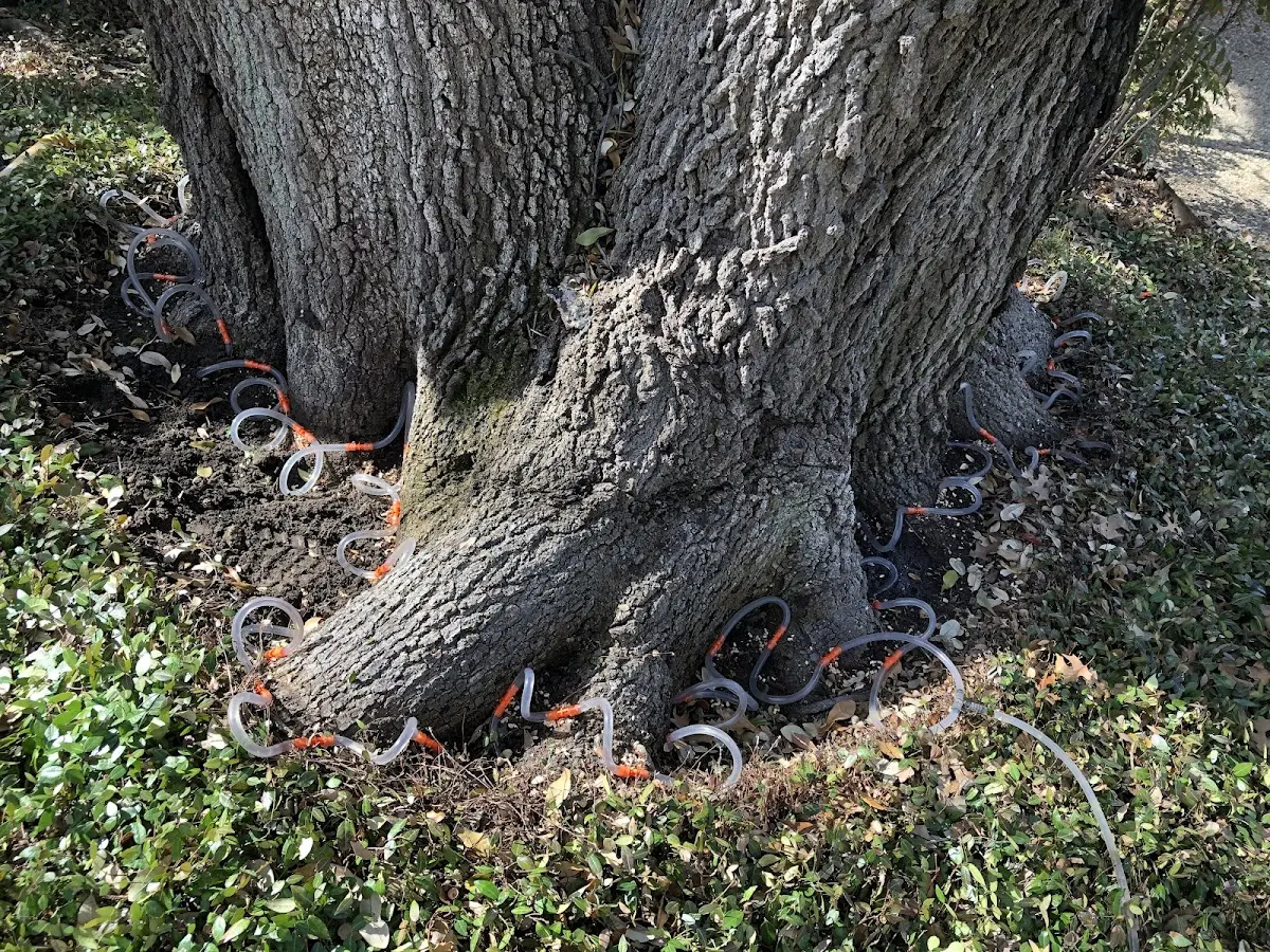 Detailed Tree Cabling and Bracing job site in Adair