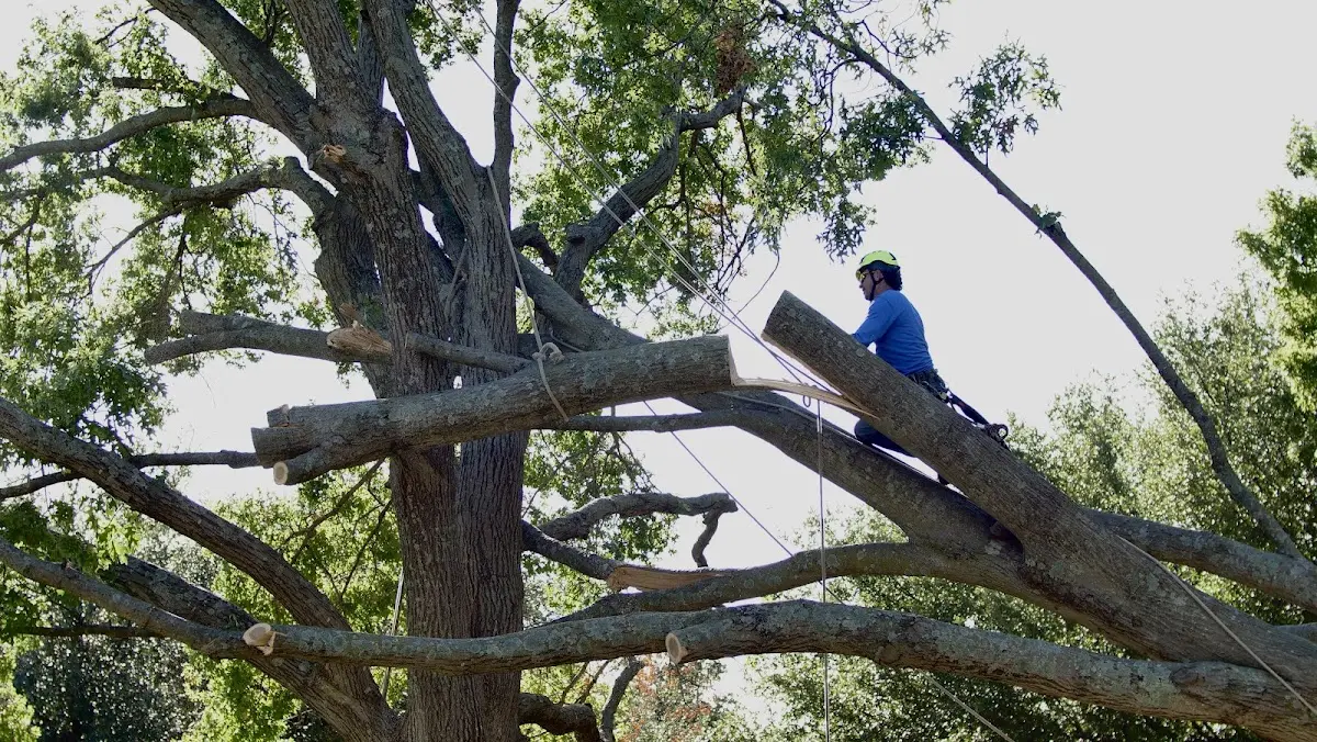 Professional Crown Thinning performed by certified arborists in Adair